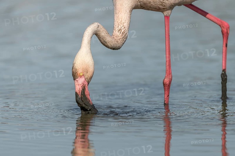 Flamingo (Phoenicopterus roseus) eating in a pond in a natural reserve. Saintes Maries de la Mer, Parc naturel regional de Camargue, Arles, Provence Alpes Cote d'Azur, France, Europe