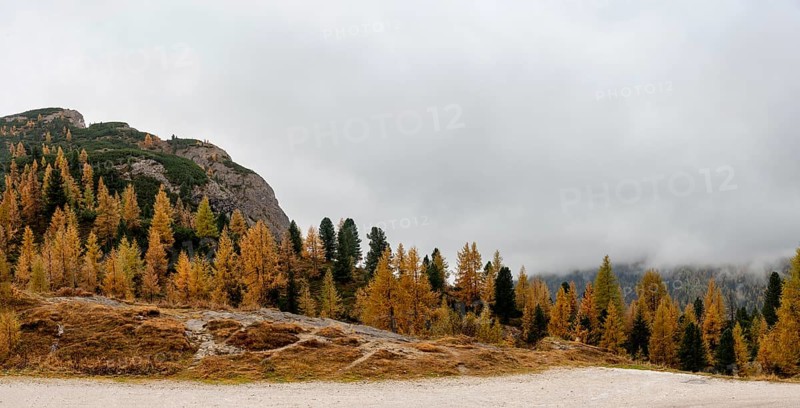 Autumn forest landscape at Passo Falzarego valley. Dolomite mountain range Italy. Fall season Italian apls
