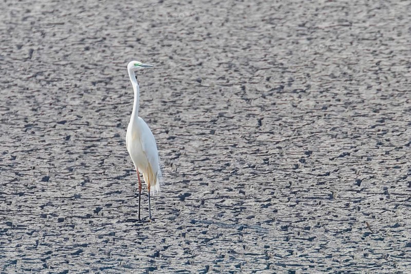Great Egret Standing on Dry Pond (Ardea alba) Great White Egret, Common Egret