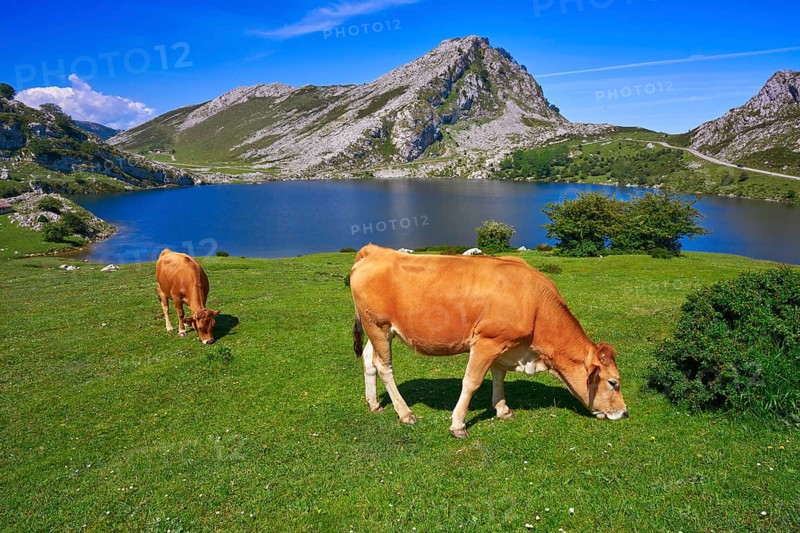 Enol lake at Picos de Europa in Asturias of Spain