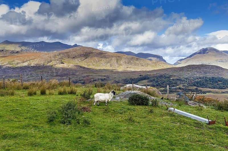 Mountain Landscape with sheep in Ring of Kerry, Ireland, Europe
