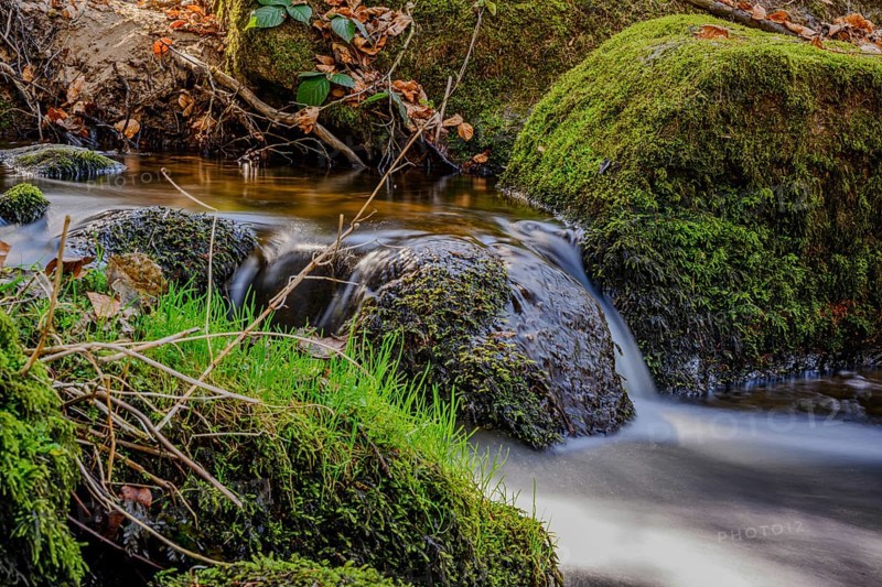 A small stream flows over moss-covered rocks in a forest, Höllbachtal, Upper Palatinate