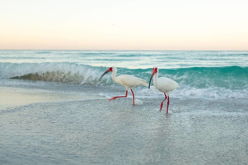 American White Ibis (Eudocims Albus) feed in the early morning surf along Lido Beach on the Gulf of Mexcio in Lido Key, Sarasota, Florida, USA, North America
