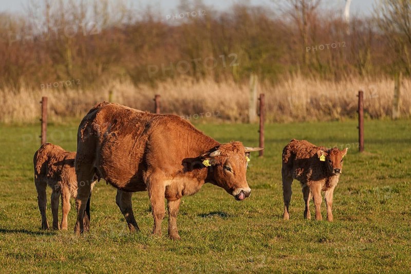 Mother cow with two calves on a rural pasture in the sunshine, ramsdorf, münsterland, germany