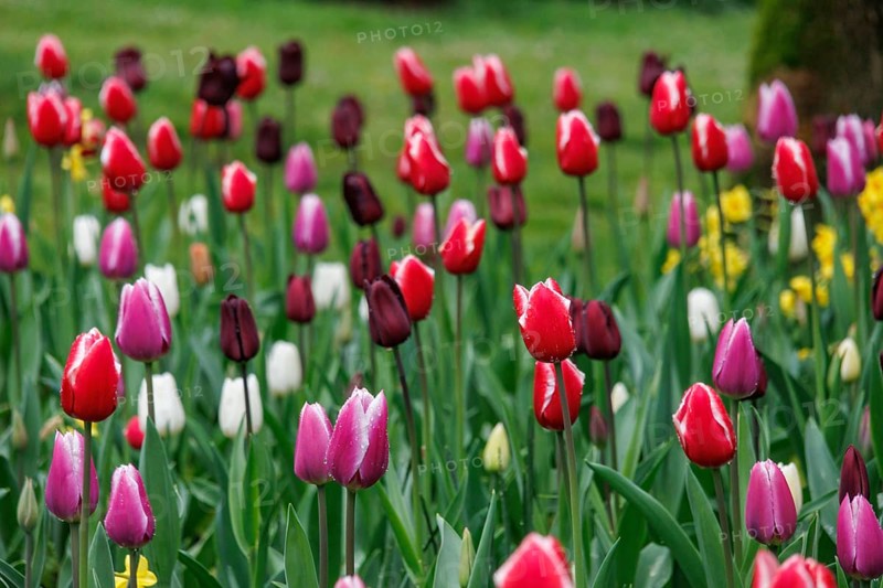 Variety of colourful tulips in different colours in a meadow in a spring-like flair, vreden, münsterland, germany