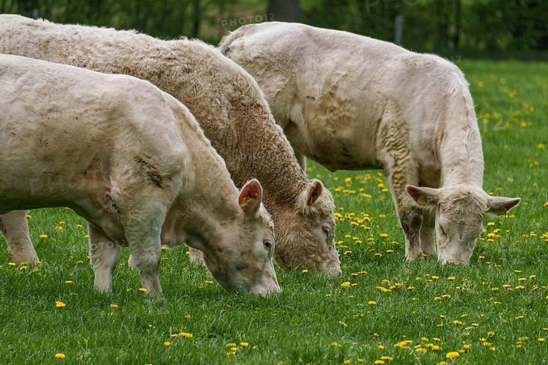 Three cows grazing close to each other in a meadow with yellow flowers, weseke, münsterland, germany