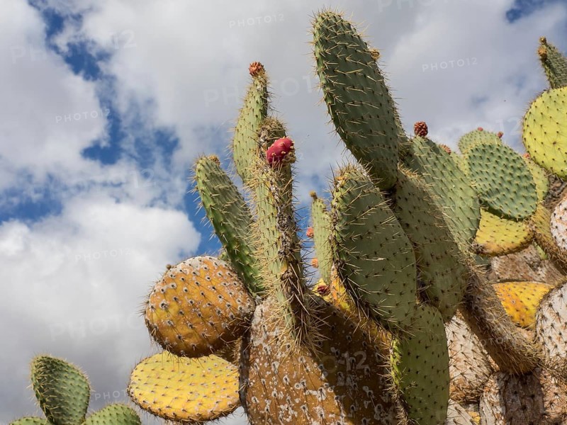 Cacti with spines under a cloudy sky in a desert-like landscape, cacti in a garden partly with flowers in front of a blue sky, Cactaceae, lanzarote, Spain, Europe