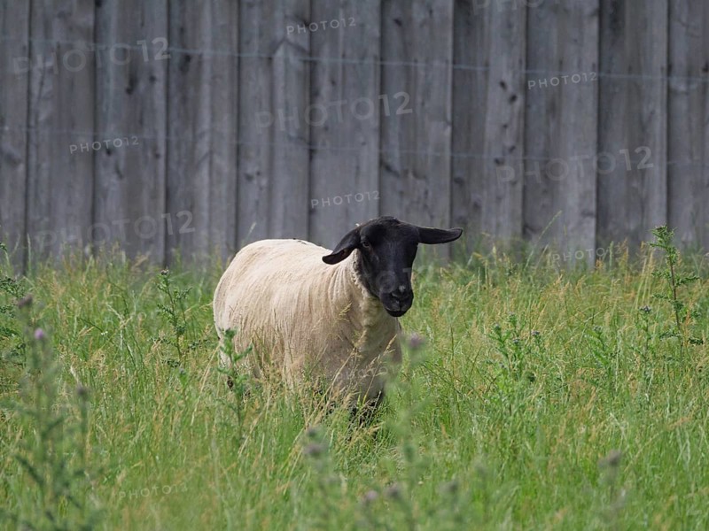 A sheep with a black head stands alone on a green pasture and looks into the camera, Velen, North Rhine-Westphalia, Germany, Europe