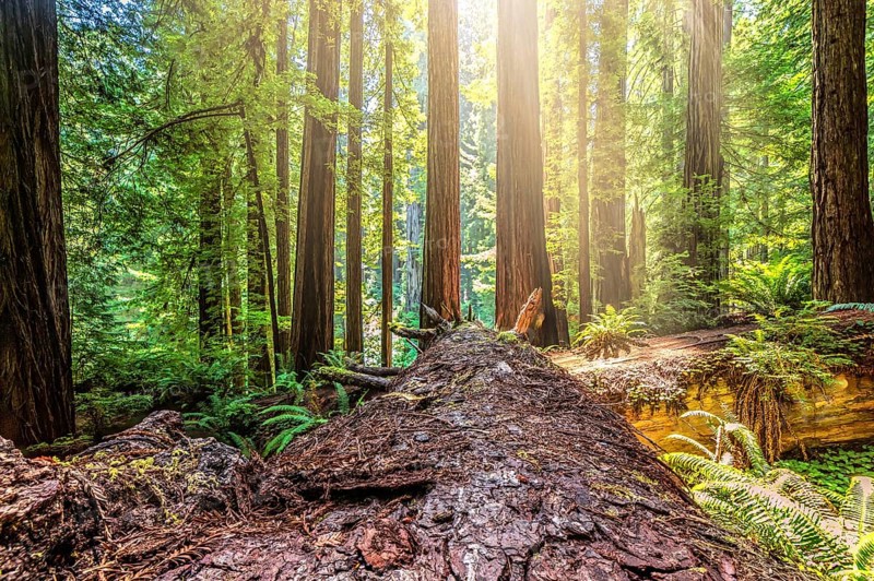 Fallen Redwood Tree in Northern California Forest, Color Image