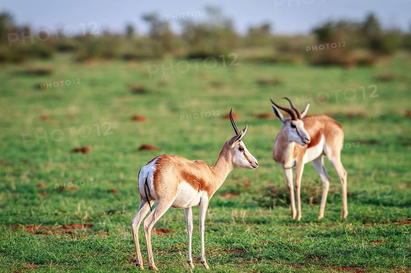 Two Springboks standing in the grass in the Etosha National Park, Namibia, Africa