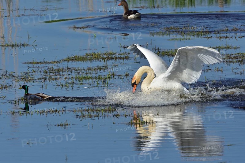 Mute swan (cygnos olor)