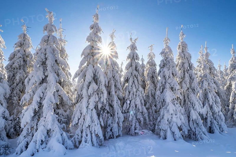 Winter spruce trees with sun rays. Trees covered in deep snow