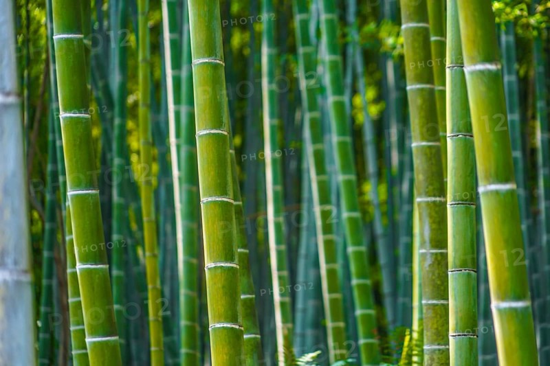 Kyoto Arashiyama bamboo forest. Shooting Location: Kyoto