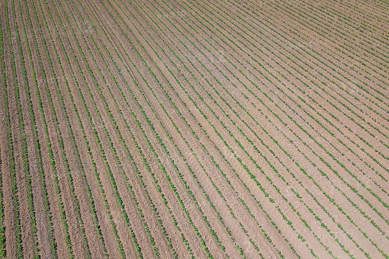 Soybean plantation. Aerial view of cultivated agricultural soybean field. Top view Spring time