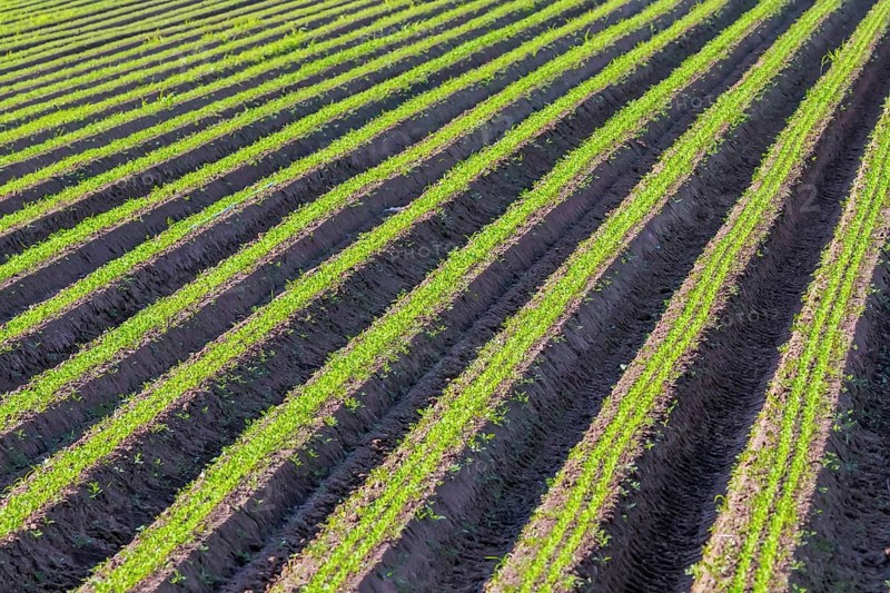 Carrot Field Green Rows, Carrots Growing on Field