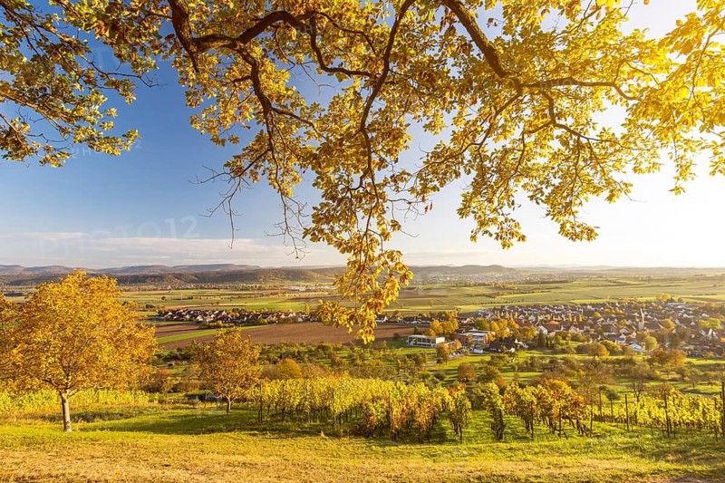 View through autumnal tree branches onto scenic vineyard and valley at sunset in Southern Germany