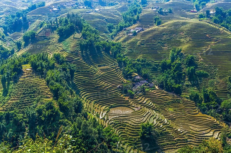 Amazing view on rice terrace in Sapa village, Vietnam, Asia