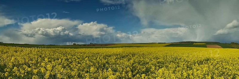 Thunderclouds over a rape field, Wetterau, Hesse, Germany, Europe