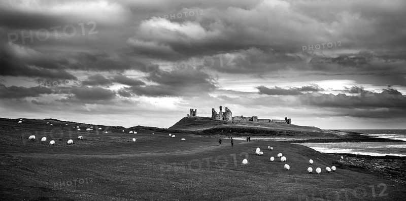 A black and white landscape image of Dunstanburgh Castle with sheep and tourists on the rolling hills in the foreground, to the right is the North Sea as seen from Craster, Northumberland County, England, United Kingdom, Europe