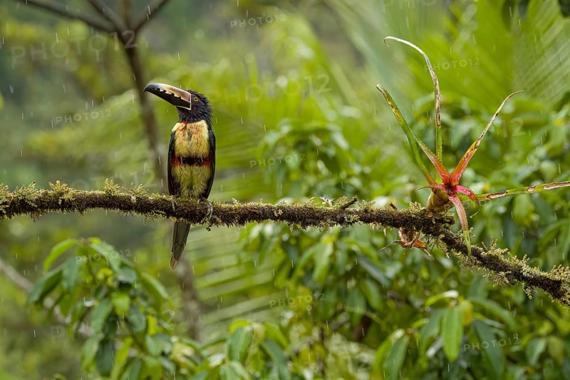 Fiery-billed aracari, costarica