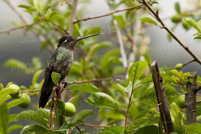 Hummingbird, costarica