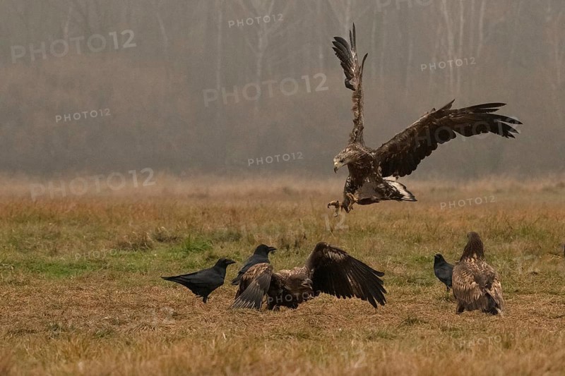 Haliaeetus albicilla, white taled eagle, Poland, Europe