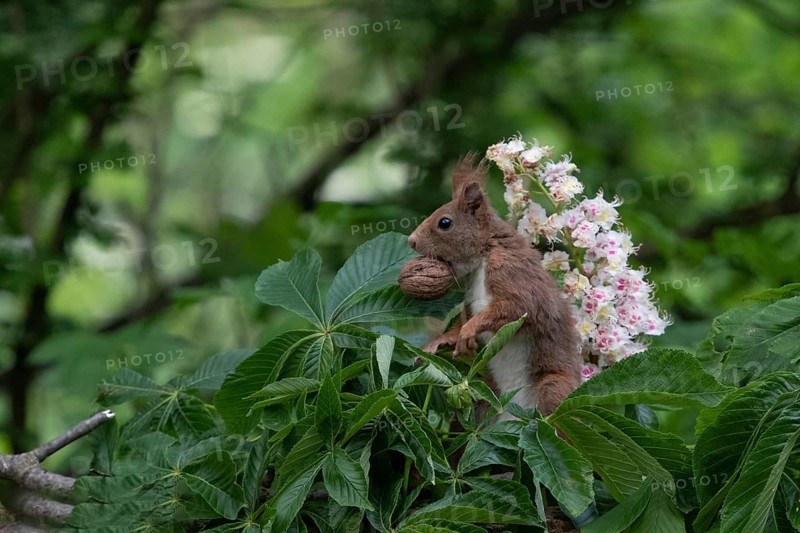 Sciurus vulgaris, red squirrel, italy