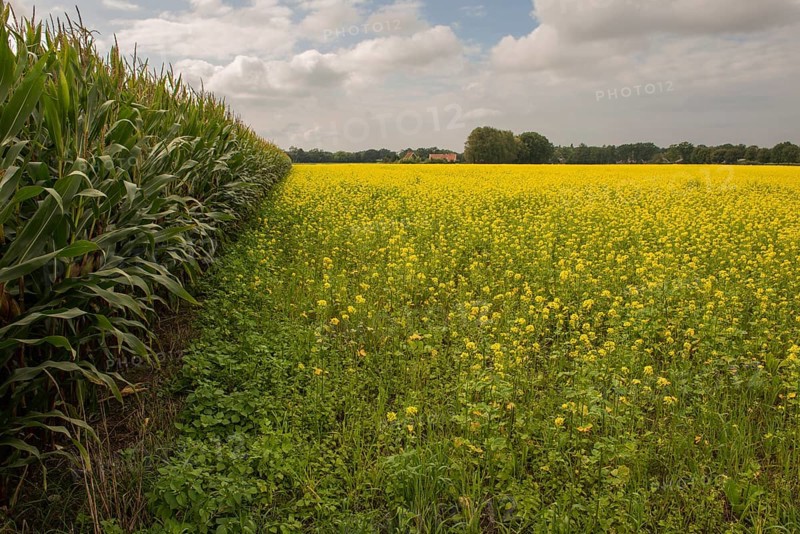 Yellow flowering oilseed rape in Winterswijk in the Netherlands