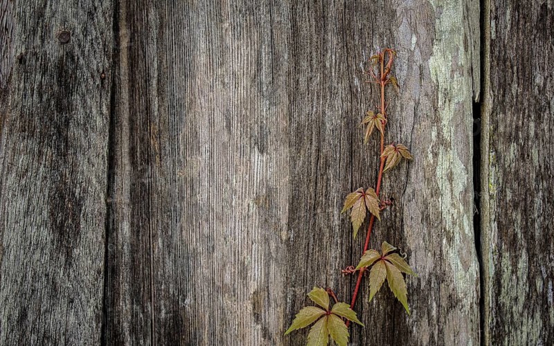 Vine Growing on Old Barn