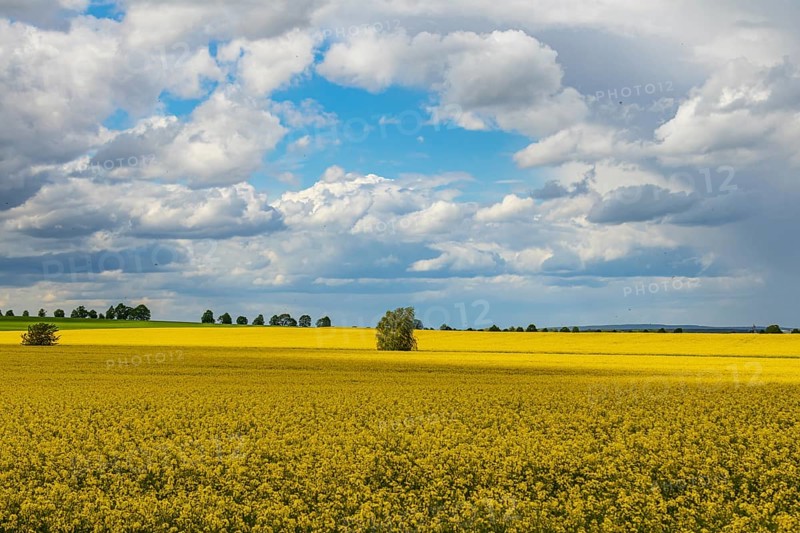 Rapeseed