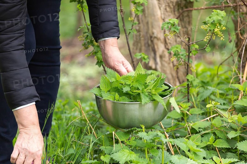 Woman gathers nettle at spring garden for healthy detoxify soup and tea