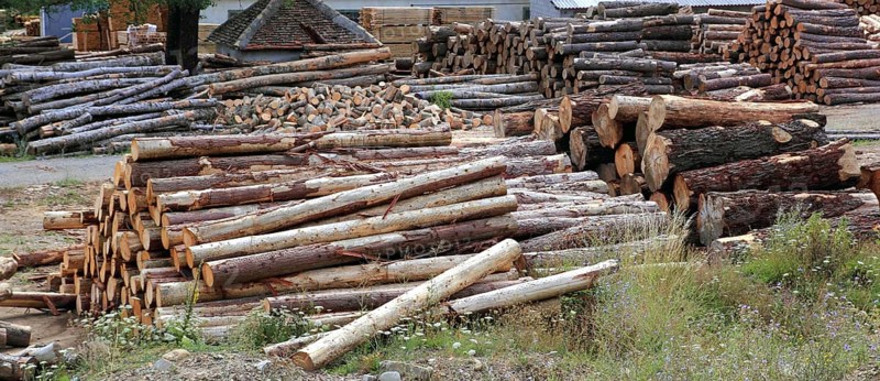 Logs timber industry trunks stacked outdoor stock