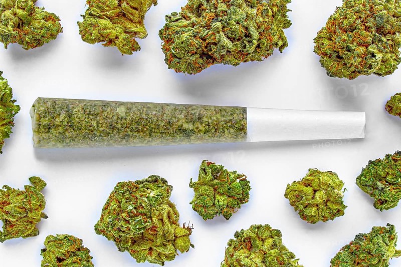 A Pre-Roll Cannabis joint on a white surface with Several cannabis flowers around