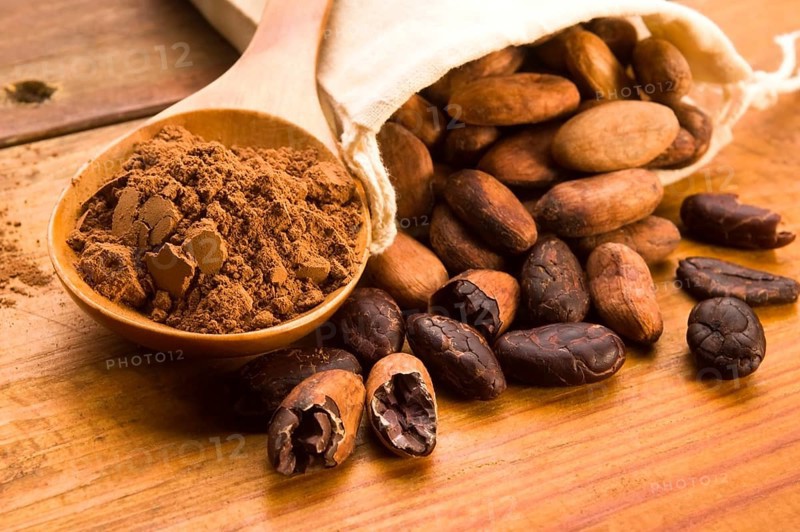 Cocoa (cacao) beans on natural wooden table, lodz, poland