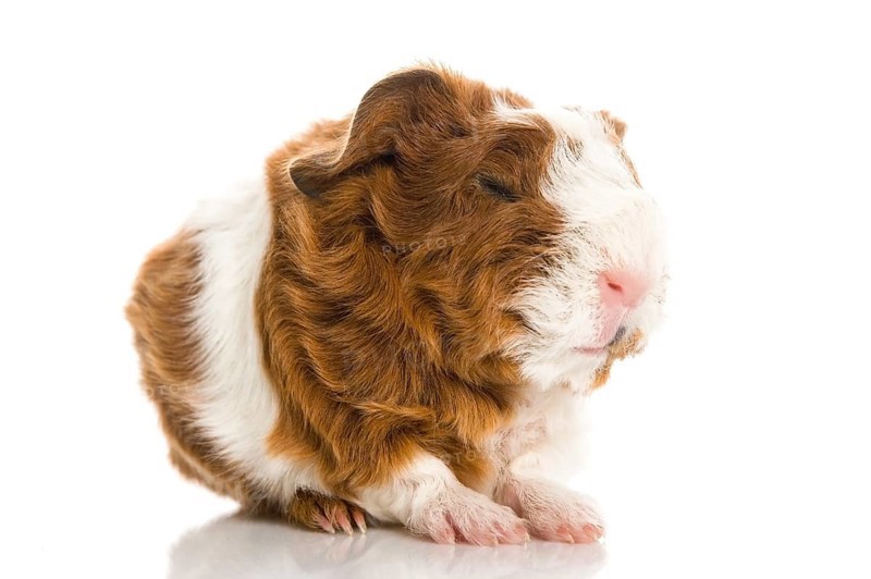 Newborn guinea pig. texel, poland