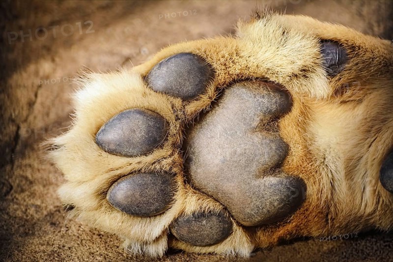 Paw of Lion Showing Pads Varna, Bulgaria, Europe