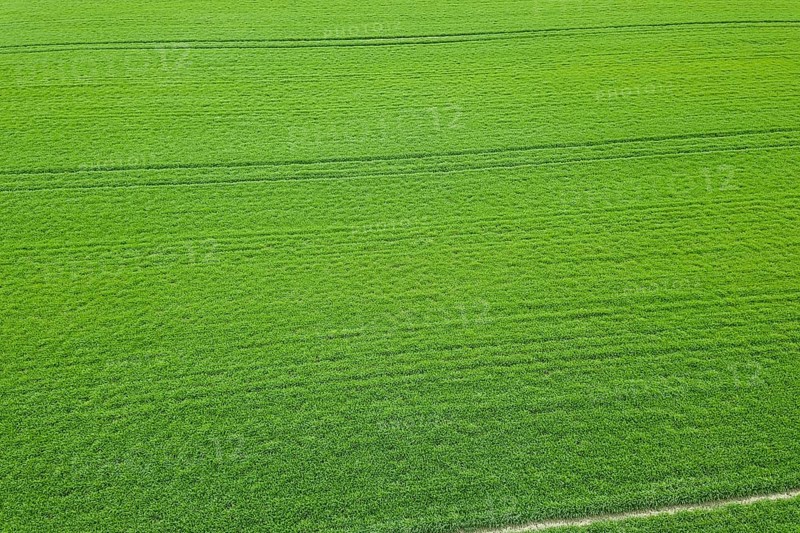 Green field spring season. Aerial view. Wheat