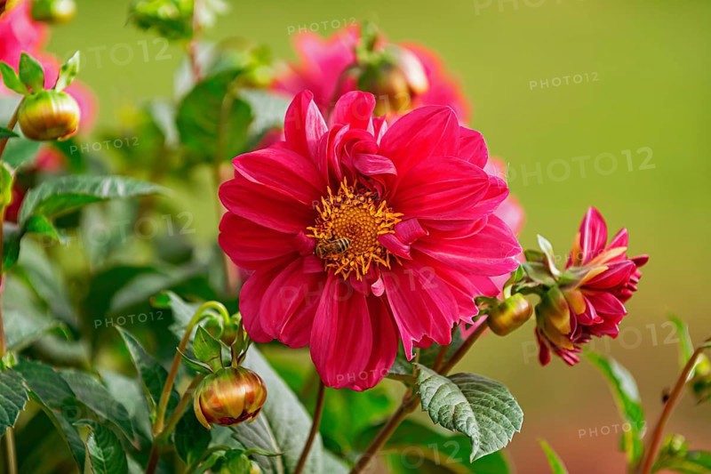 Open red flower of Dahlia Latvia