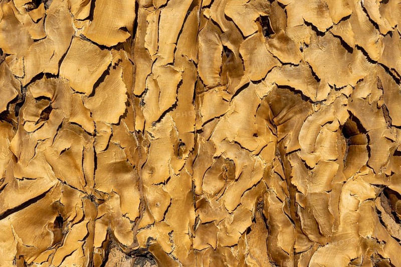 Quiver tree, Aloe dichotoma, bark, tree trunk, succulent, tree, Namibia, Africa