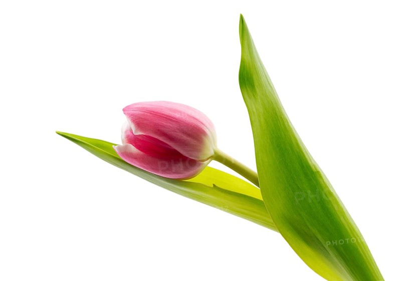One pink tulip. Isolate on white background