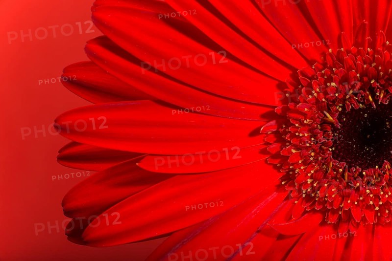 Red Gerbera flower blossom