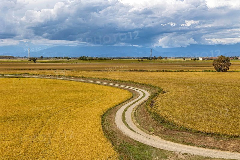 Field path leading through wide yellow feathers under a cloudy sky, Po Plain, Province of Alessandria, Piedmont, Italy, Europe