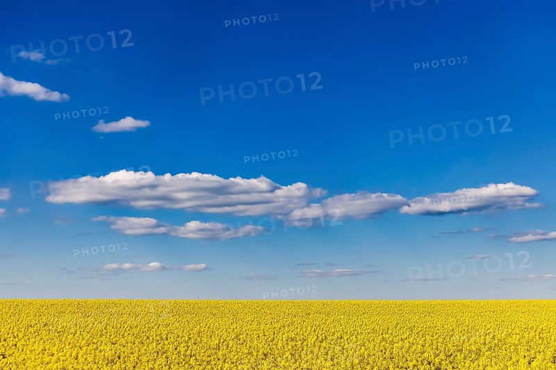 Rape field in bloom against a blue sky with clouds. Landscape near Dornstadt Baden-Württemberg, Germany