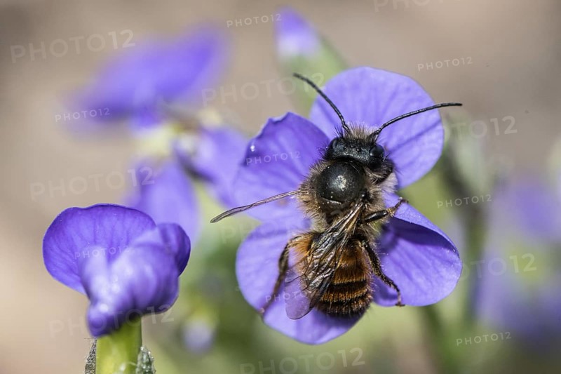 Horned mason bee (Osmia cornuta), Emsland, Lower Saxony, Germany