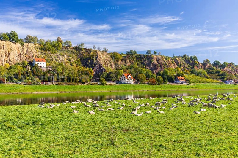 Flock of sheep (ovis) on the Elbe meadow near Meißen opposite Karpfenschänke, Meißen, Saxon Elbland, Saxony, Germany