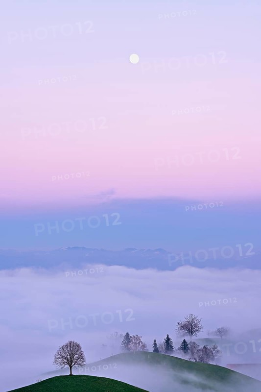 Linden tree (Tilia), in drumlin landscape in the fog, in the light of the blue hour and full moon, Hirzel, Canton Zurich, Switzerland