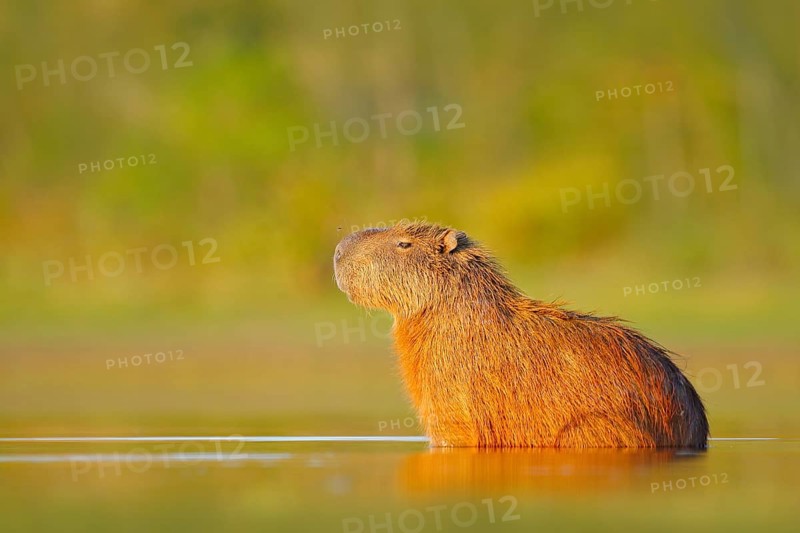 Capybara, Hydrochoerus hydrochaeris, Biggest mouse in water with evening light during sunset, Pantanal, Brazil. Wildlife scene from nature. Wildlife Brazil. Mammal, open muzzle with white tooth