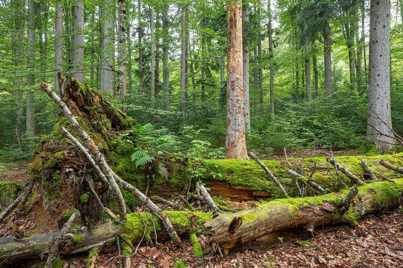 Mixed mountain forest with copper beech (Fagus sylvatica) and spruce (Picea abies), lying deadwood overgrown with moss, Bavarian Forest National Park, Bavaria, Germany