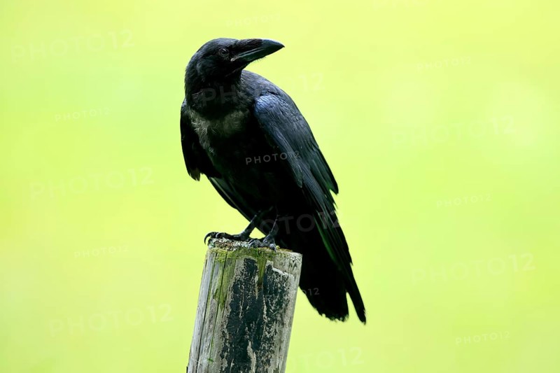 Raven (Corvus corax), adult, in summer, perch, vigilant, Šumava, Czech Republic