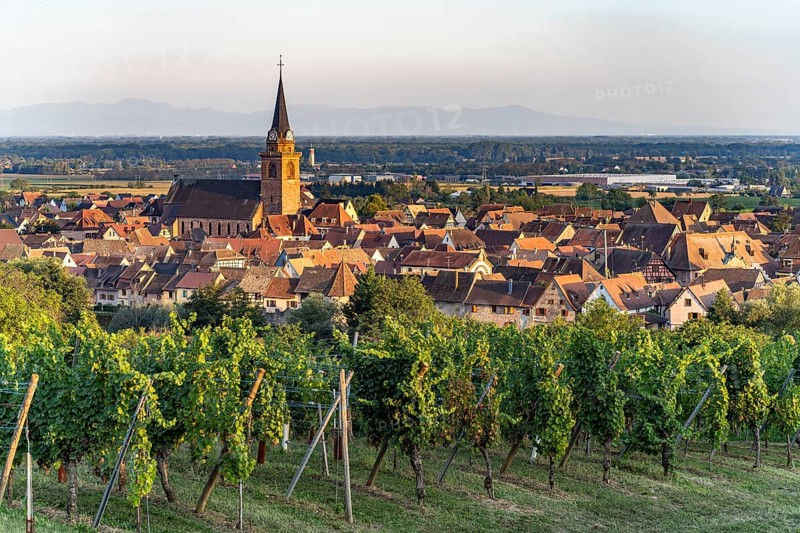 Vineyard in front of the town view Bergheim, Alsace, France